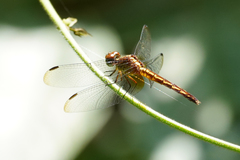 Erythrodiplax lativittata
