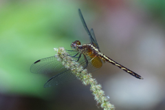 Erythrodiplax lativittata
