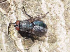 Protocalliphora azurea