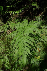 Pteris epaleata