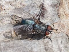 Protocalliphora azurea