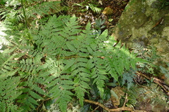 Pteris epaleata