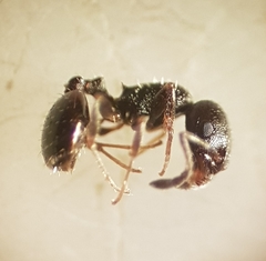 Temnothorax niger