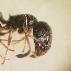 Temnothorax niger