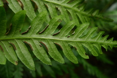 Pteris epaleata
