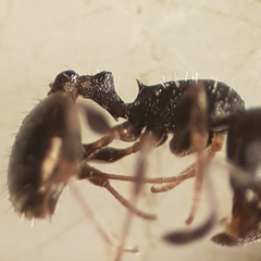 Temnothorax niger