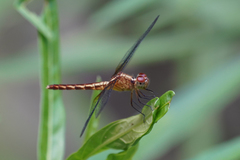Erythrodiplax lativittata
