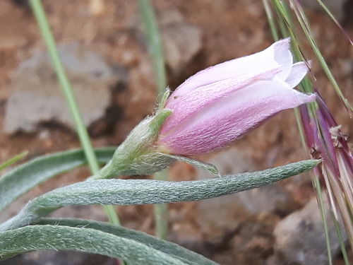 Convolvulus ammannii