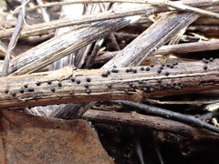 Rosellinia subsimilis