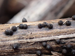 Rosellinia subsimilis