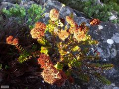 Crassula undulata