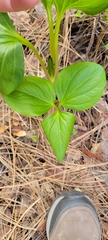 Trillium petiolatum