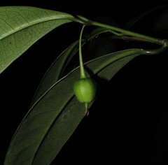 Actinostemon concolor