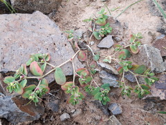 Euphorbia humifusa