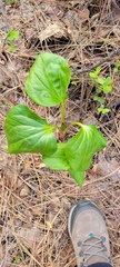 Trillium petiolatum