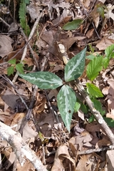 Trillium underwoodii