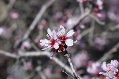 Prunus argentea