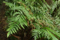 Pteris epaleata