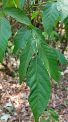 Ungnadia speciosa