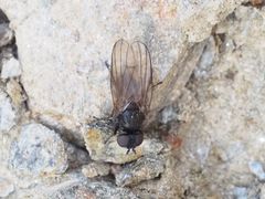 Earomyia lonchaeoides