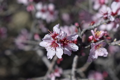 Prunus argentea