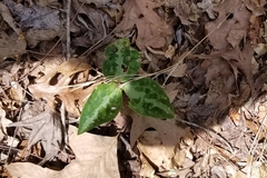 Trillium underwoodii