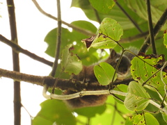 Microsciurus
