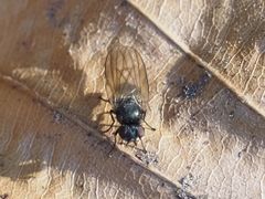 Earomyia lonchaeoides