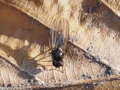 Earomyia lonchaeoides