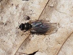 Earomyia lonchaeoides