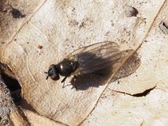 Earomyia lonchaeoides