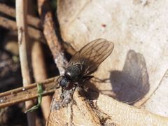 Earomyia lonchaeoides