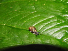 Hemibulimus dennisoni