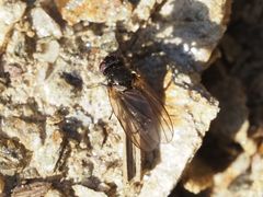 Earomyia lonchaeoides