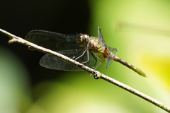 Erythrodiplax kimminsi