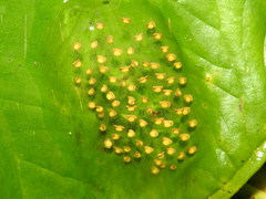 Nymphargus grandisonae