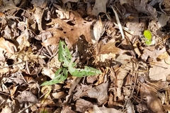Trillium underwoodii