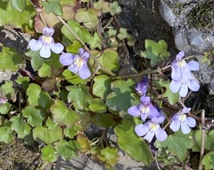 Cymbalaria muralis