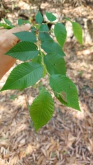 Ulmus serotina