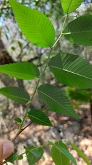 Ulmus serotina