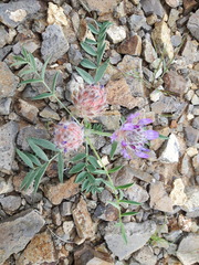 Astragalus laguroides