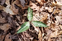 Trillium underwoodii