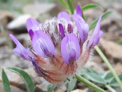Astragalus laguroides