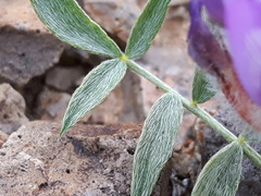 Astragalus laguroides