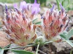 Astragalus laguroides