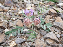 Astragalus laguroides