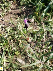 Lessingianthus rubricaulis