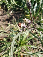 Lessingianthus rubricaulis