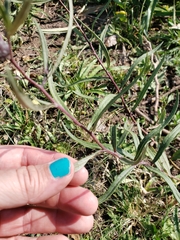 Lessingianthus rubricaulis