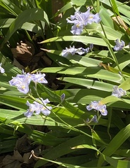 Iris japonica